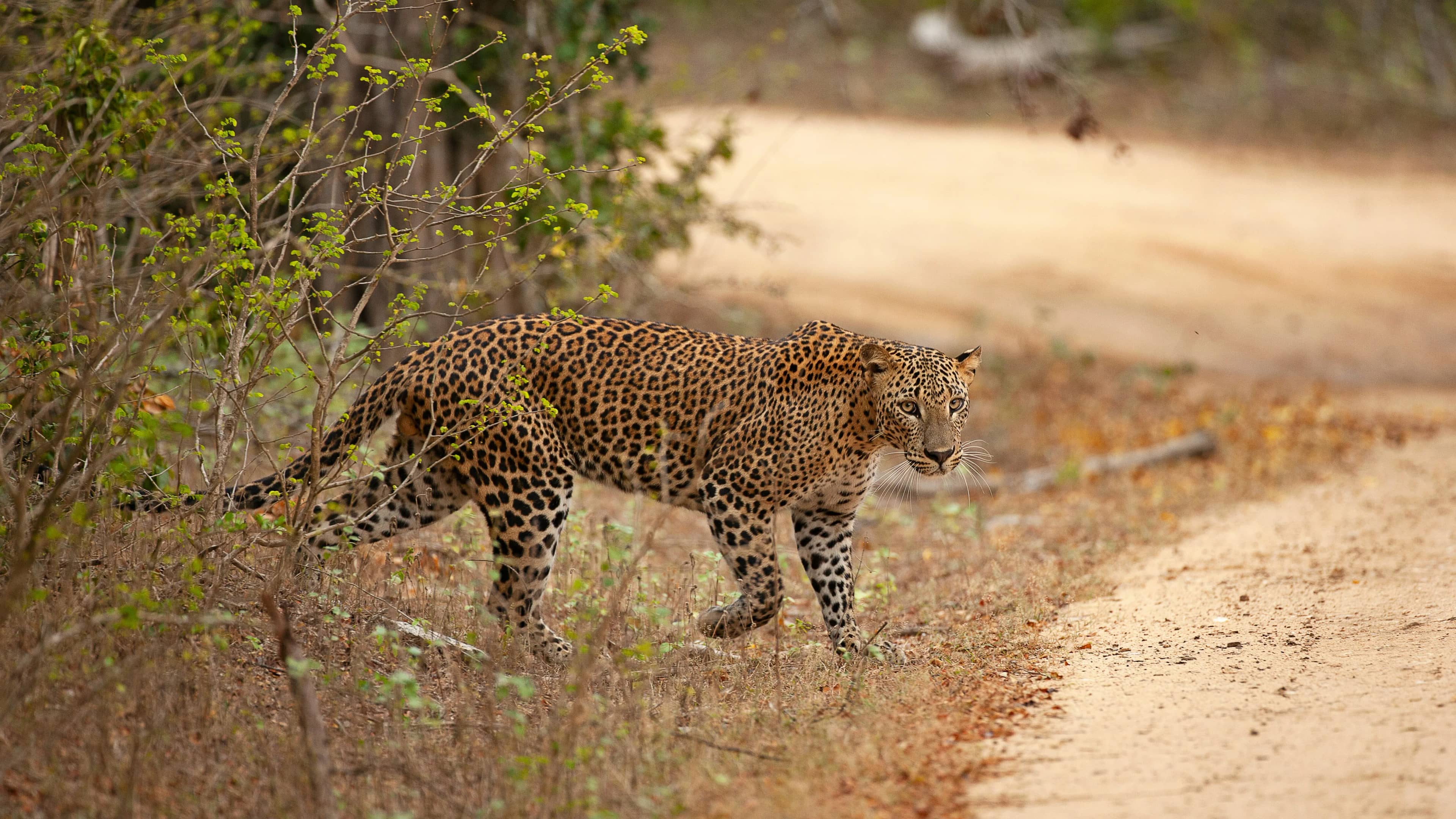 Sri Lankan Wild Life Tour Packages