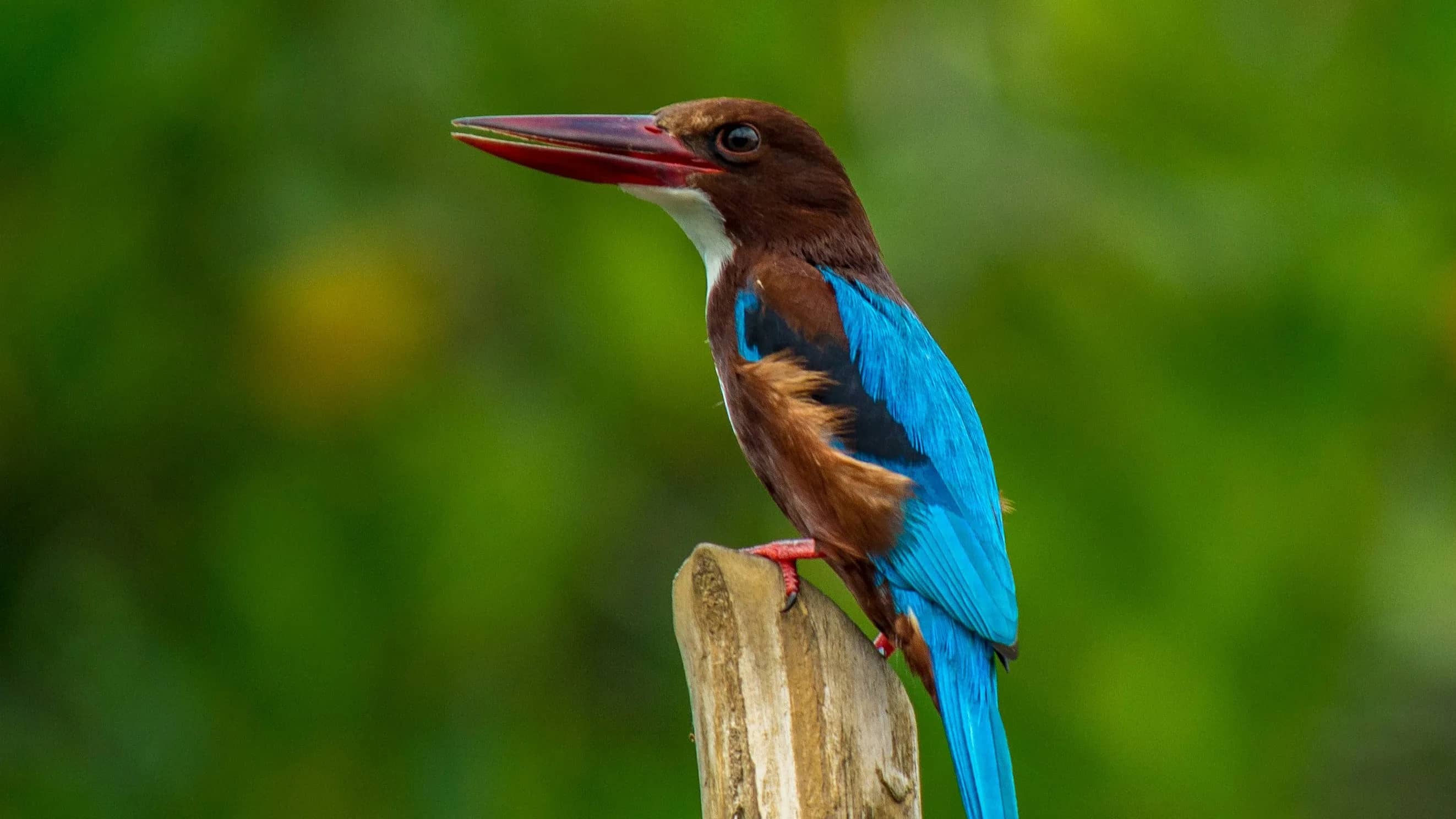 Sri Lankan Bird Watching Tour Package