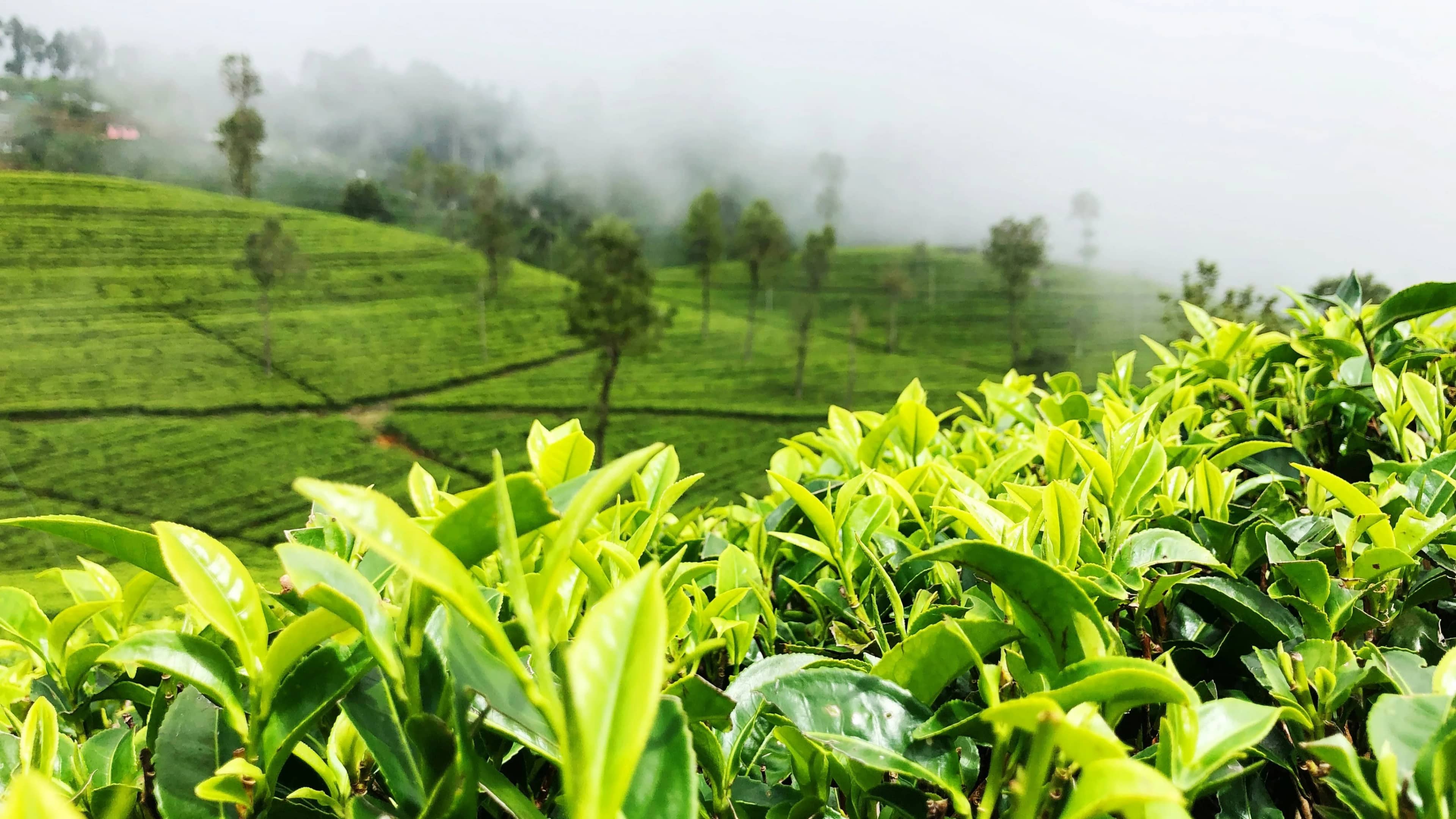 Pekoe Trail Tour Package